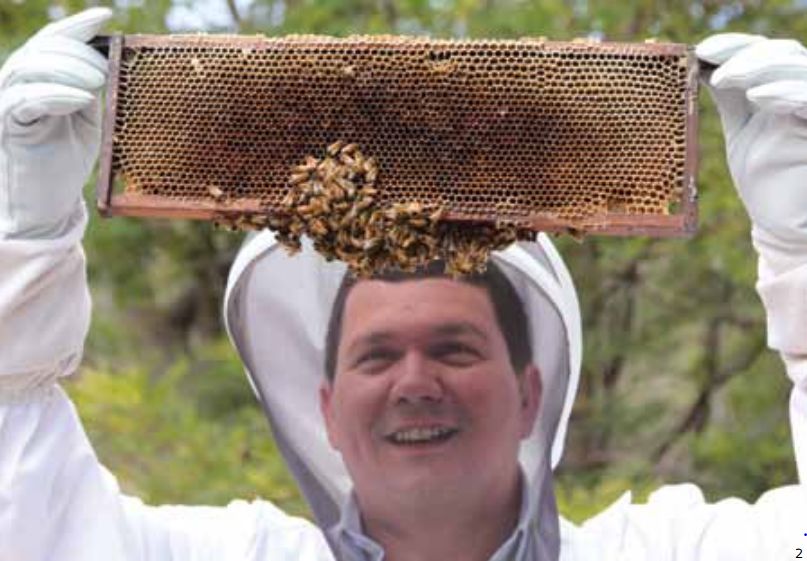Pesquisas em andamento - colapso das colméias  de abelhas